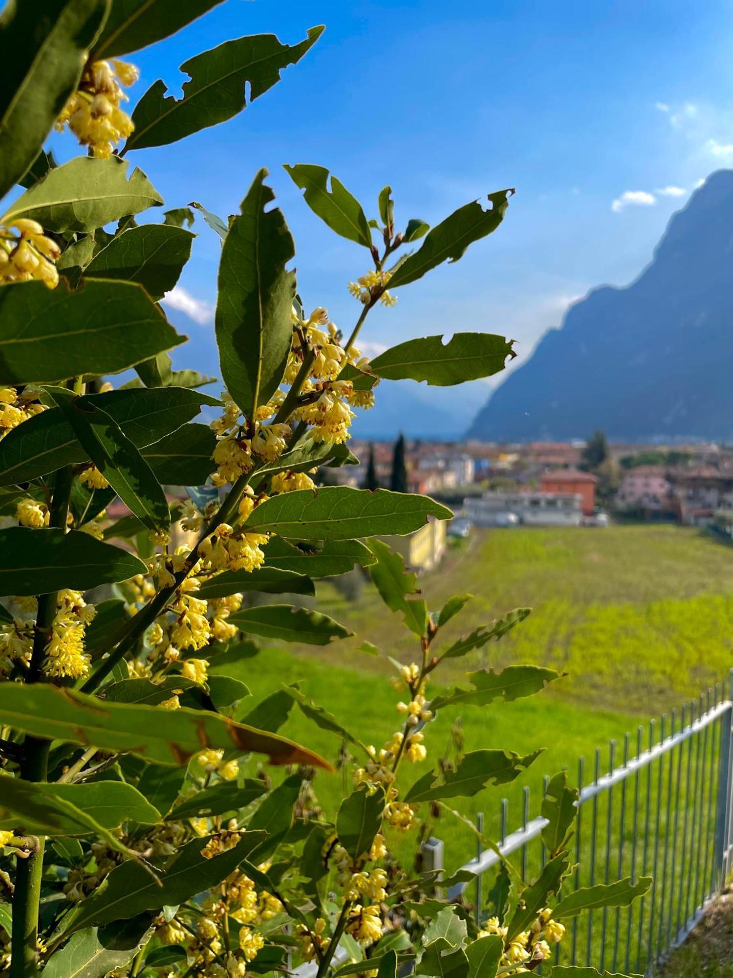 View & Chill Apartment Riva del Garda Bagian luar foto